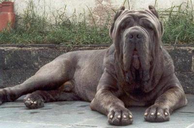 Nice Neapolitan Mastiff - Dog Breed
