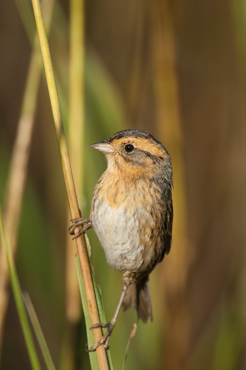 Pretty Nelson’s sharp-tailed sparrow