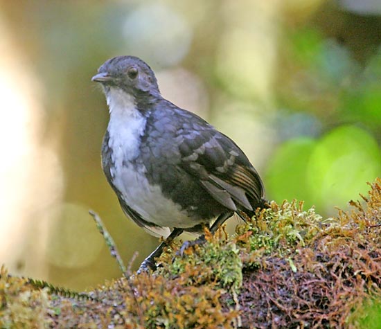 New Guinea logrunner