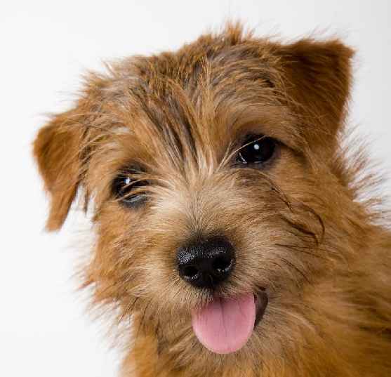 Norfolk Terrier - Dog Breed