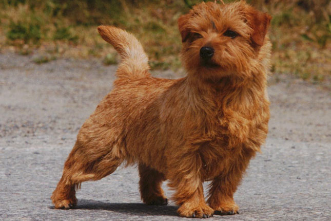 Pretty Norfolk Terrier - Dog Breed