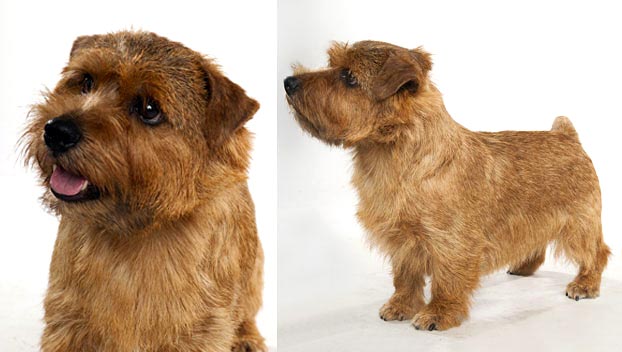 Cute Norfolk Terrier - Dog Breed