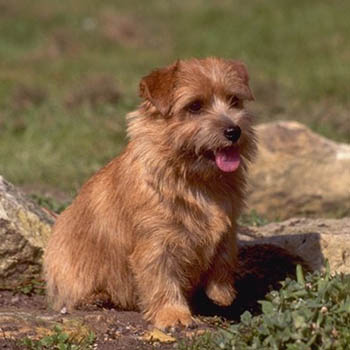 Wallpaper Norfolk Terrier - Dog Breed