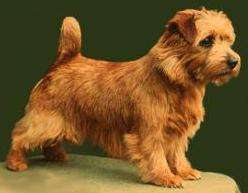 Photo Norfolk Terrier - Dog Breed