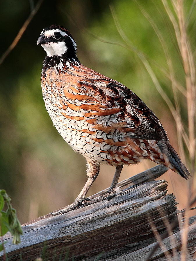 Pretty Northern bobwhite quail