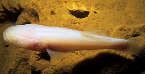 Pretty Northern cavefish