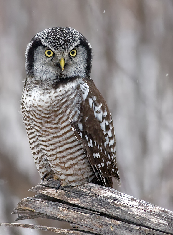Pretty Northern hawk-owl
