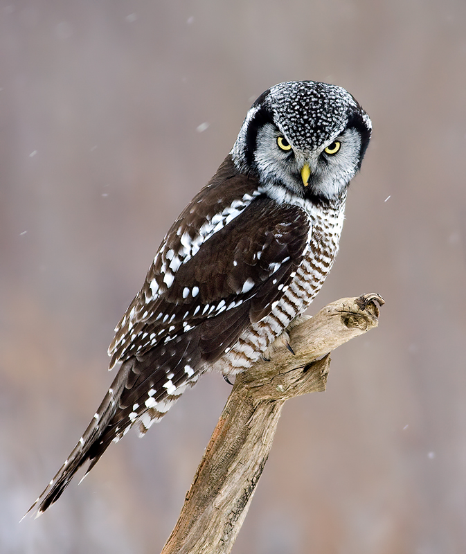 Pretty Northern hawk-owl