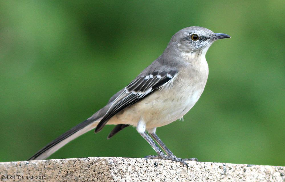 Northern mockingbird