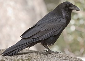Pretty Northern raven