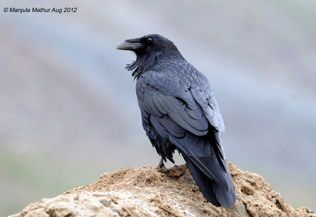 Pretty Northern raven