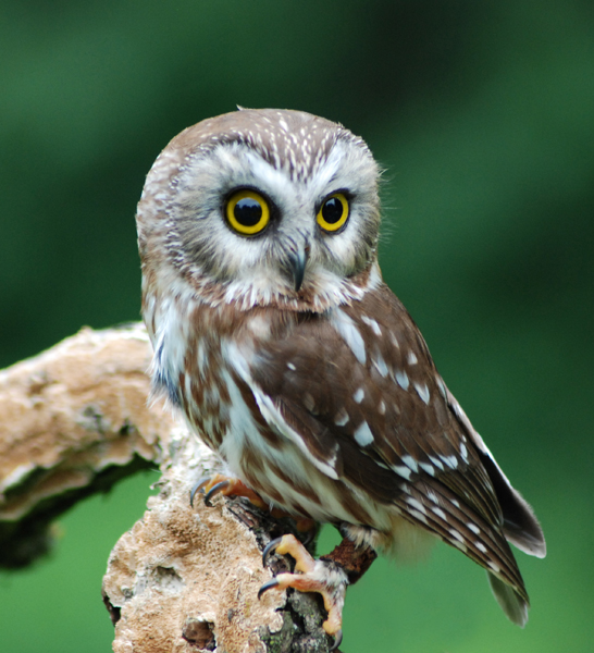 Pretty Northern saw-whet owl