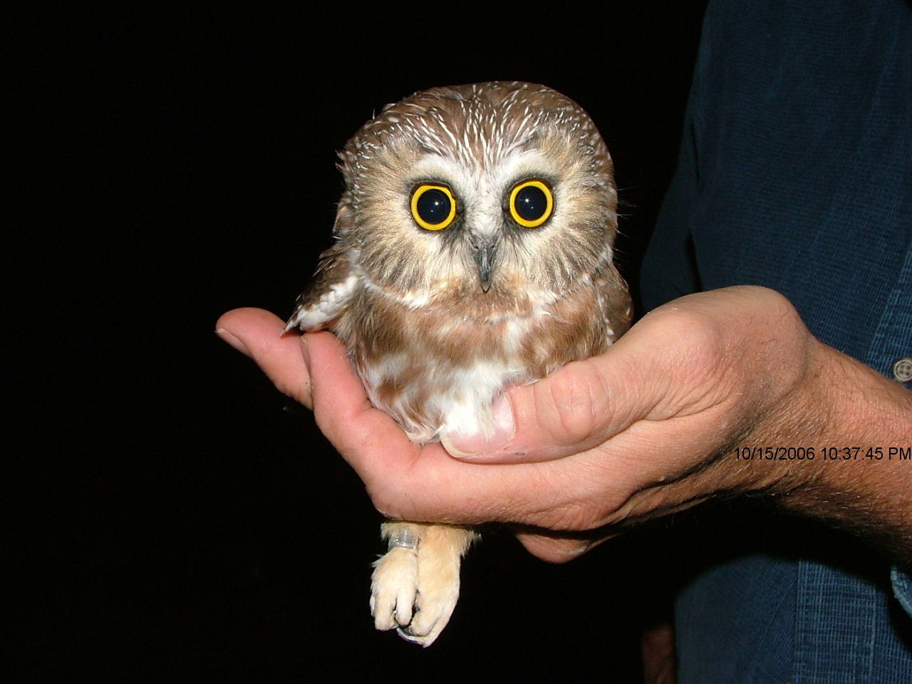 Pretty Northern saw-whet owl