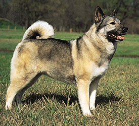 Nice Norwegian Elkhound - Dog Breed