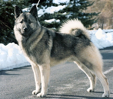 Pretty Norwegian Elkhound - Dog Breed