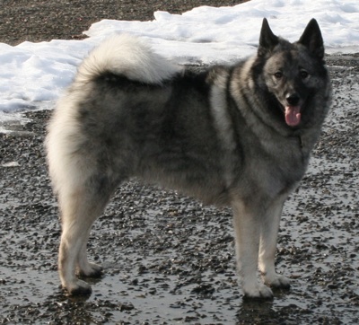Photo Norwegian Elkhound - Dog Breed
