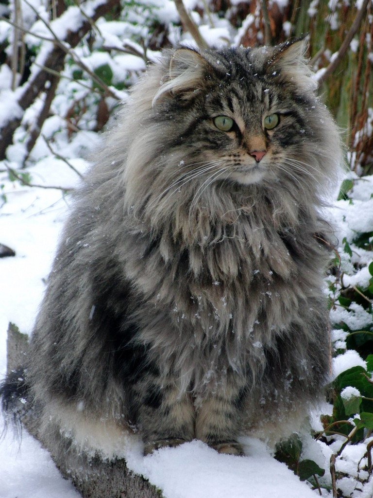 Norwegian Forest Cat - Cat Breed