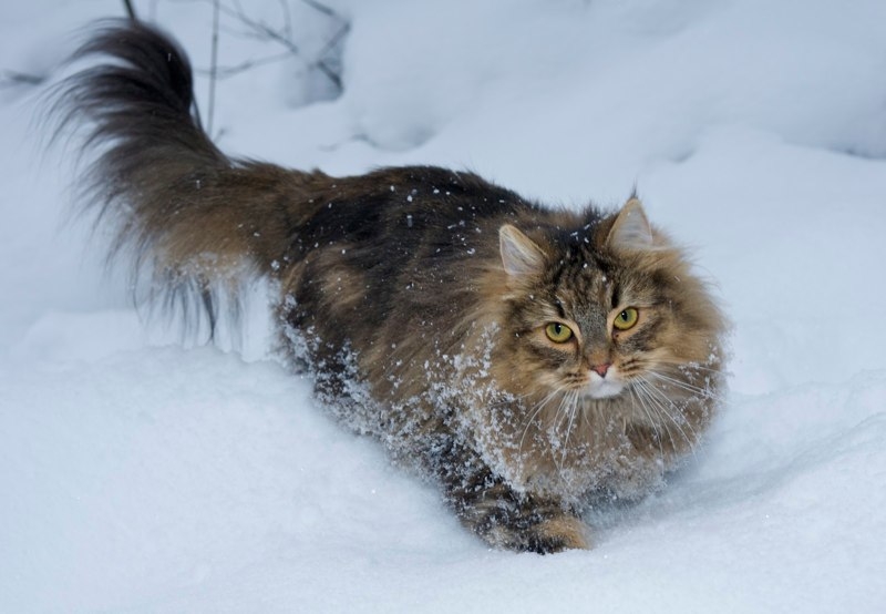 Pretty Norwegian Forest Cat - Cat Breed
