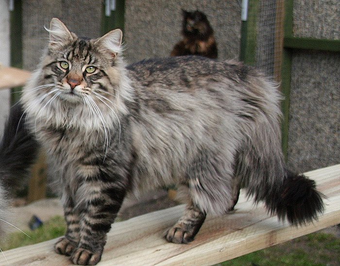 Wallpaper Norwegian Forest Cat - Cat Breed