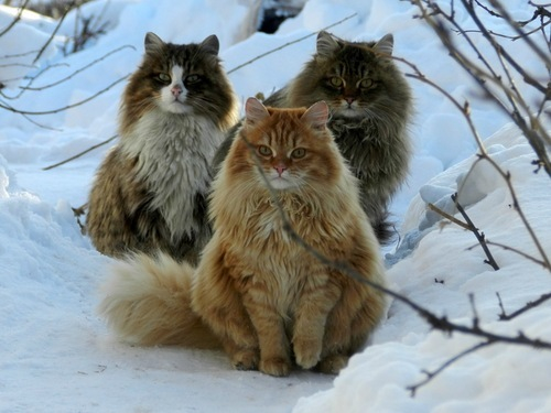 Photo Norwegian Forest Cat - Cat Breed