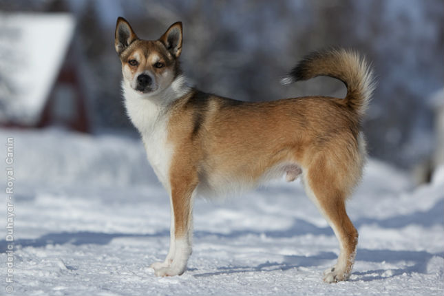 Pretty Norwegian Lundehund - Dog Breed