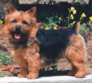 Norwich Terrier - Dog Breed