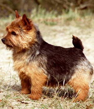 Cool Norwich Terrier - Dog Breed