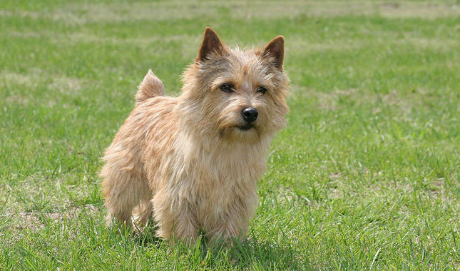 Pretty Norwich Terrier - Dog Breed