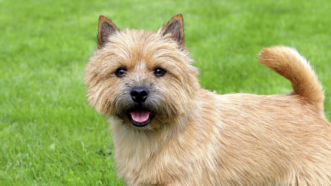 Photo Norwich Terrier - Dog Breed