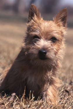 Norwich Terrier - Dog Breed photo 