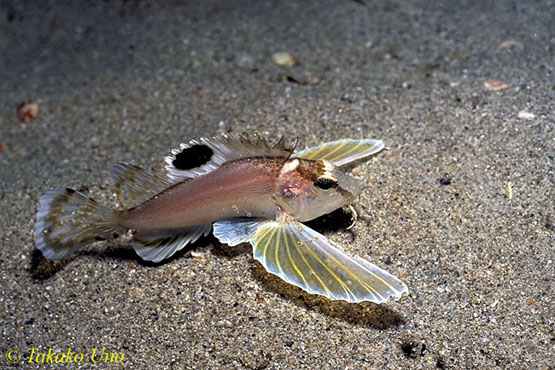 Pretty Ocellated waspfish