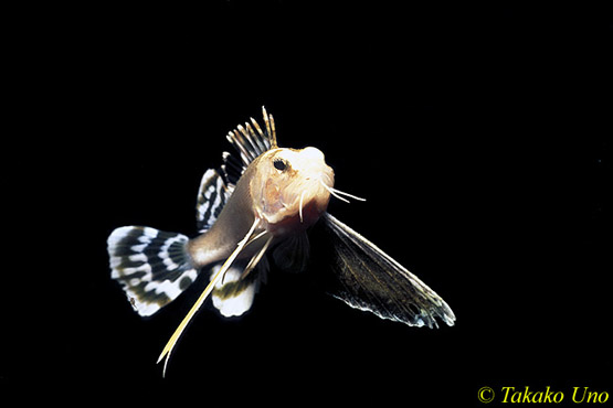 Pretty Ocellated waspfish