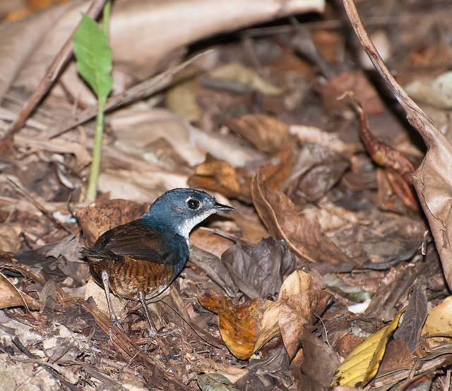 Pretty Ochre-flanked tapaculo