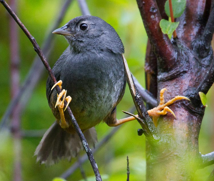 Pretty Ochre-flanked tapaculo