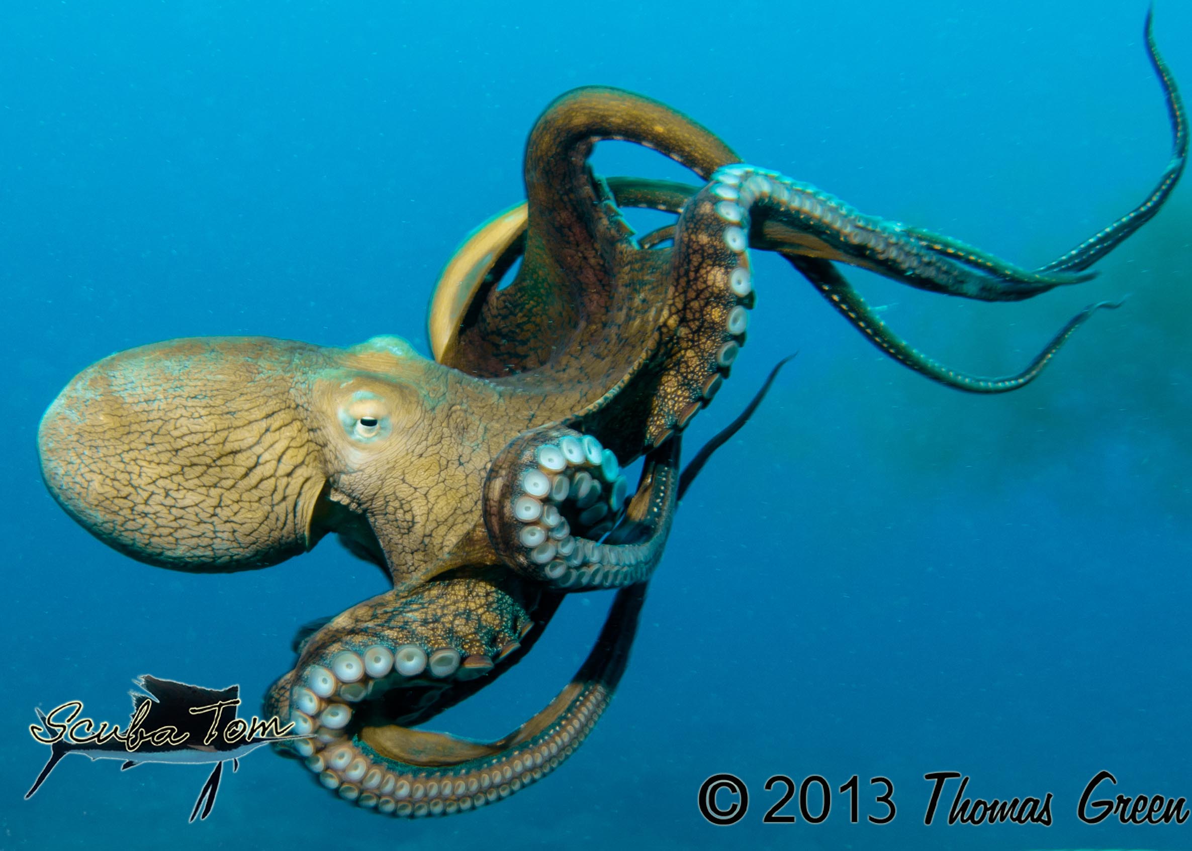 Octopuses and squid