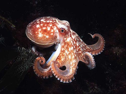 Pretty Octopuses and squid