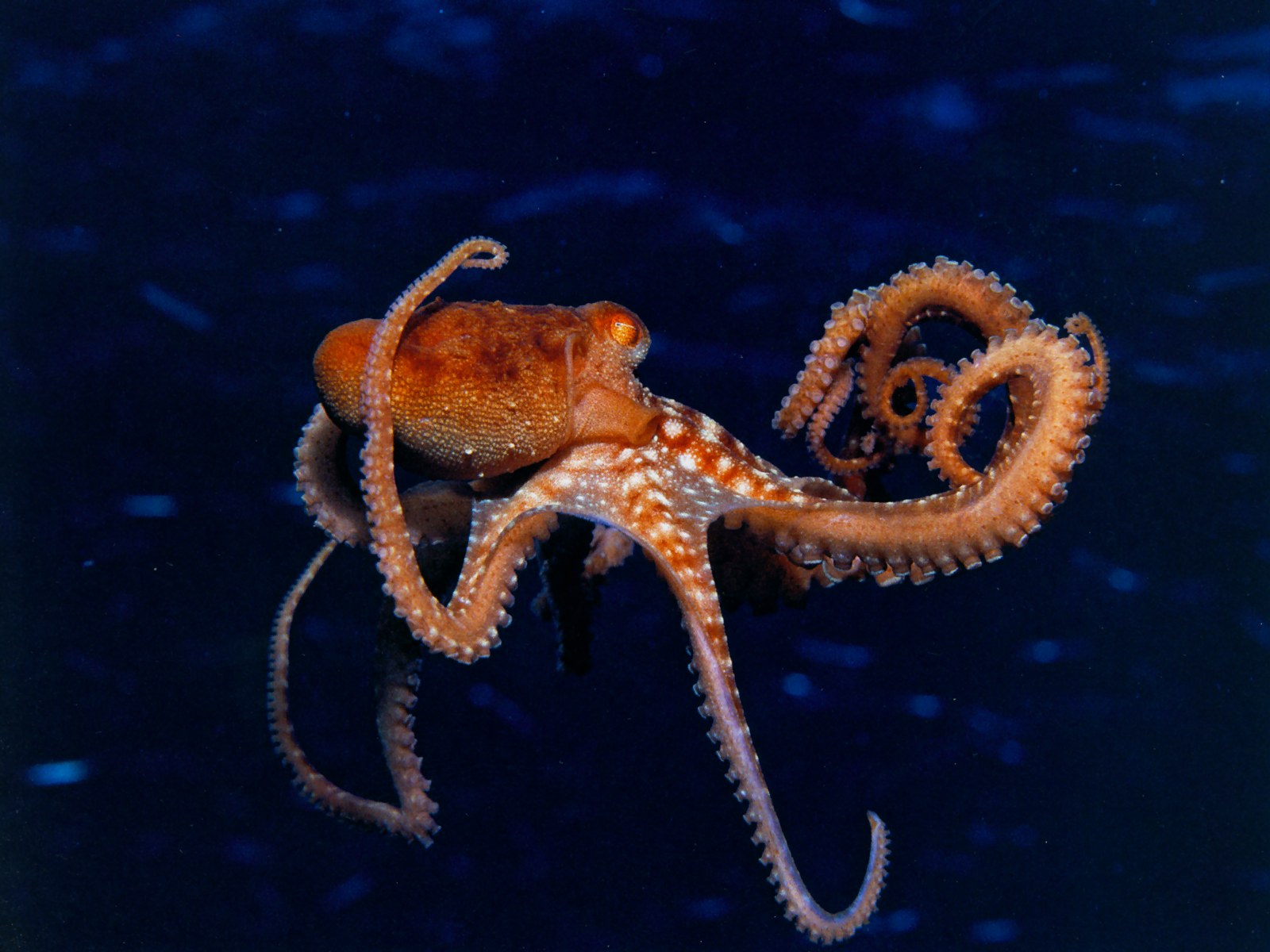 Cute Octopuses and squid