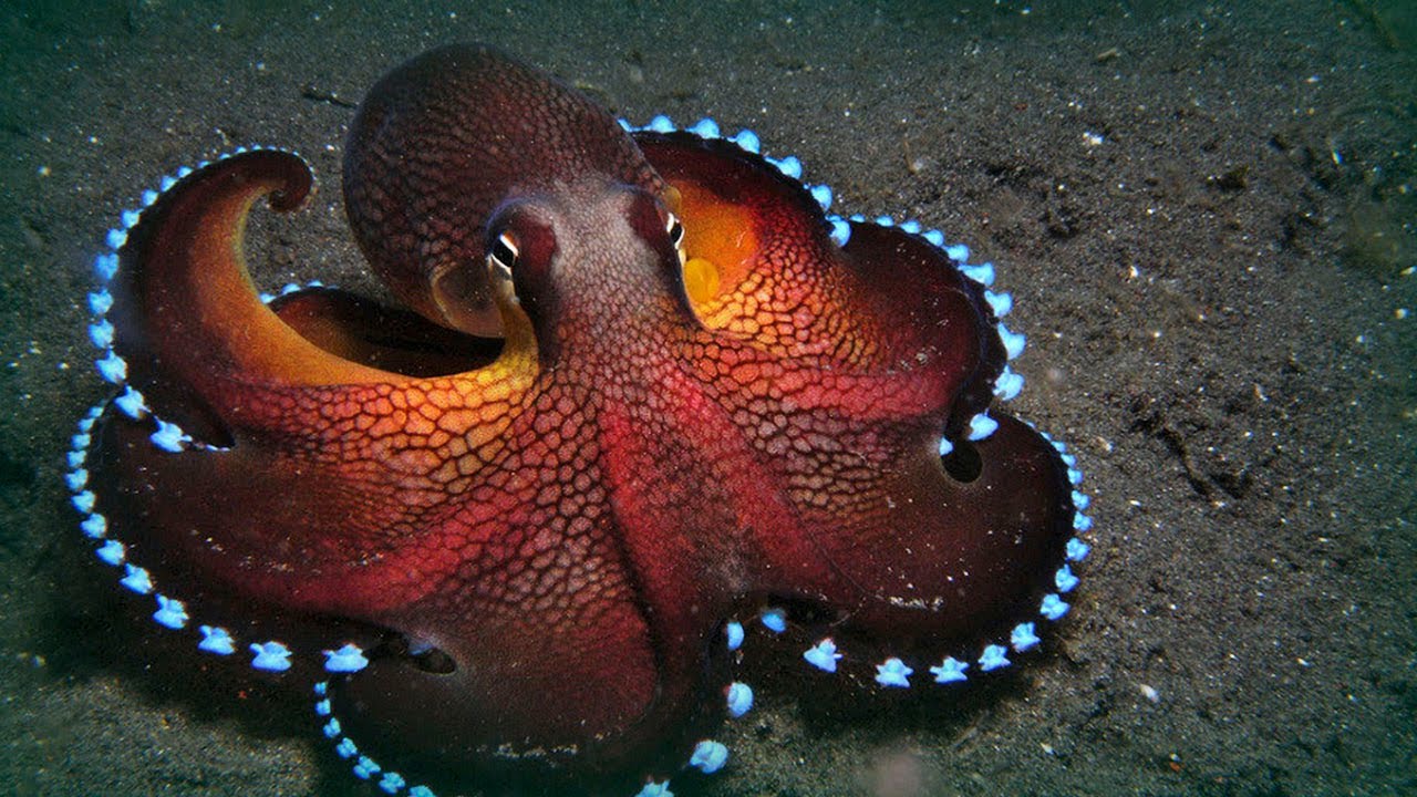 Wallpaper Octopuses and squid