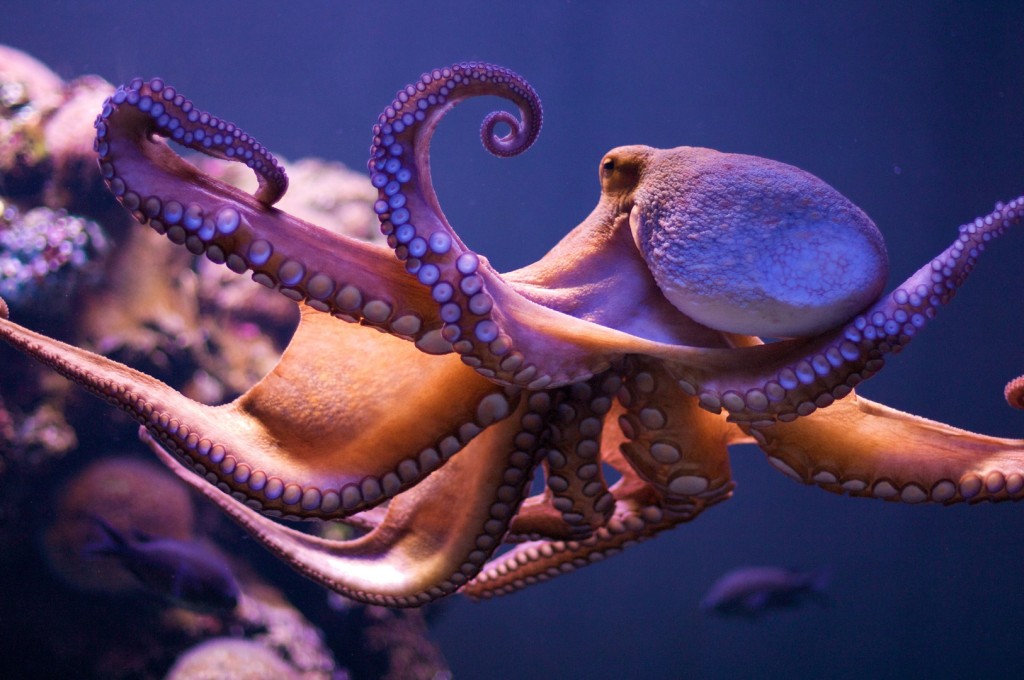 Photo Octopuses and squid