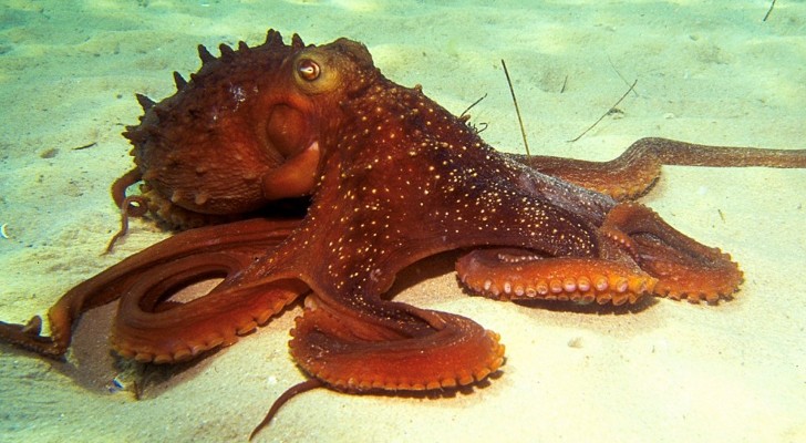 Octopuses and squid photo 