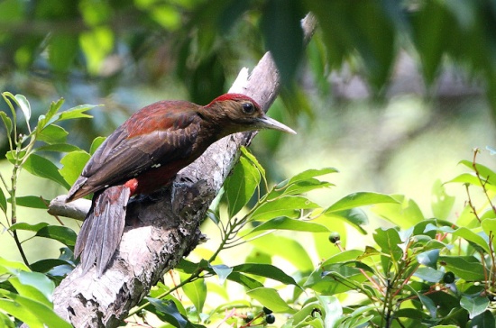 Pretty Okinawa woodpecker