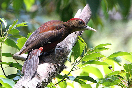 Pretty Okinawa woodpecker