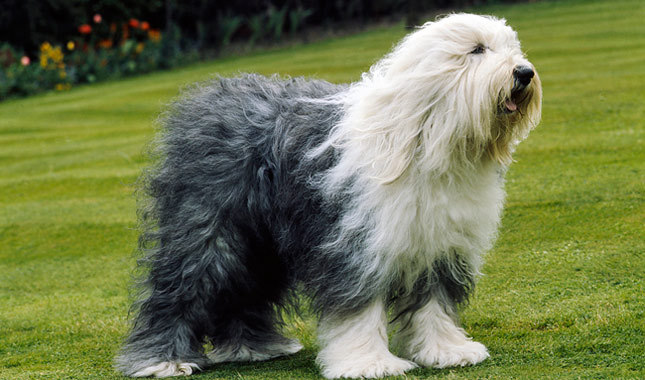 Cute Old English Sheepdog - Dog Breed
