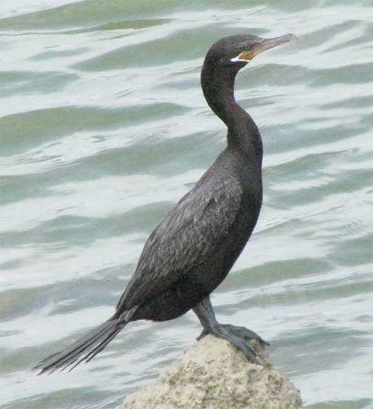 Olivaceous cormorant