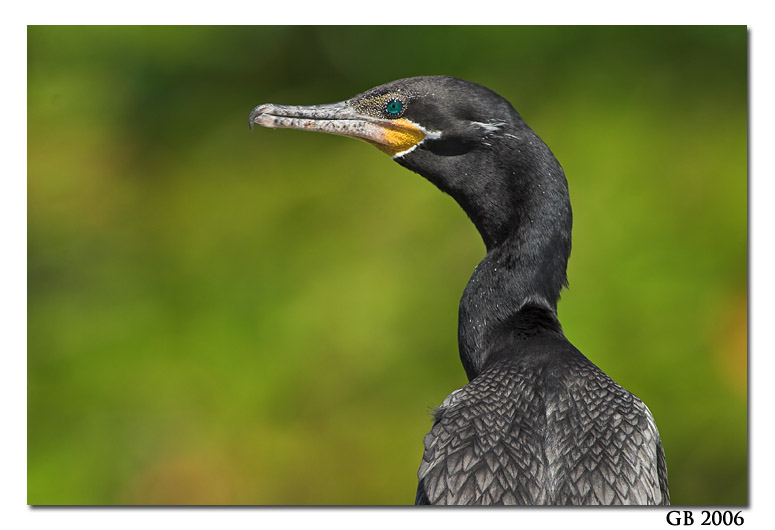Pretty Olivaceous cormorant