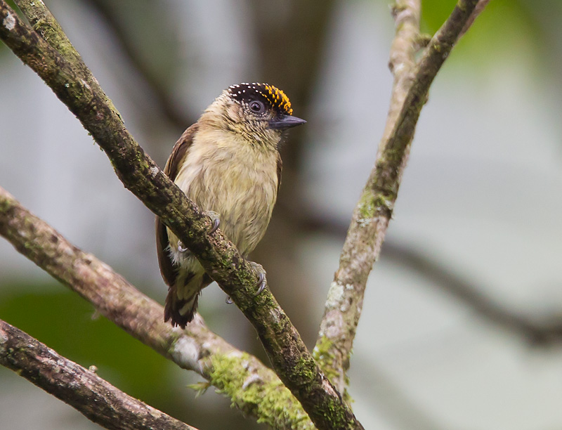 Olivaceous piculet