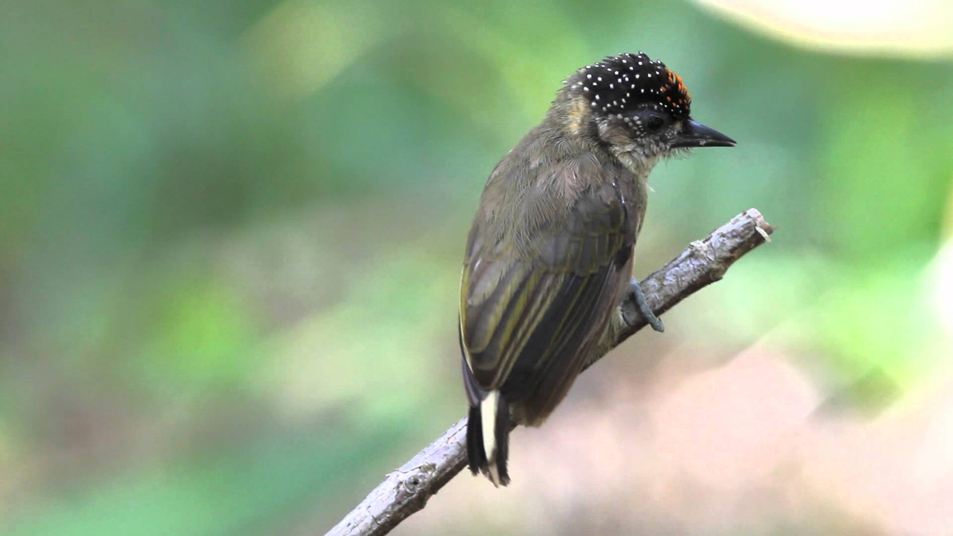 Pretty Olivaceous piculet