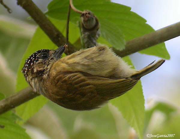 Pretty Olivaceous piculet