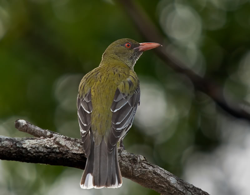 Pretty Olive-backed oriole