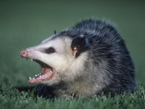 Nice Opossum